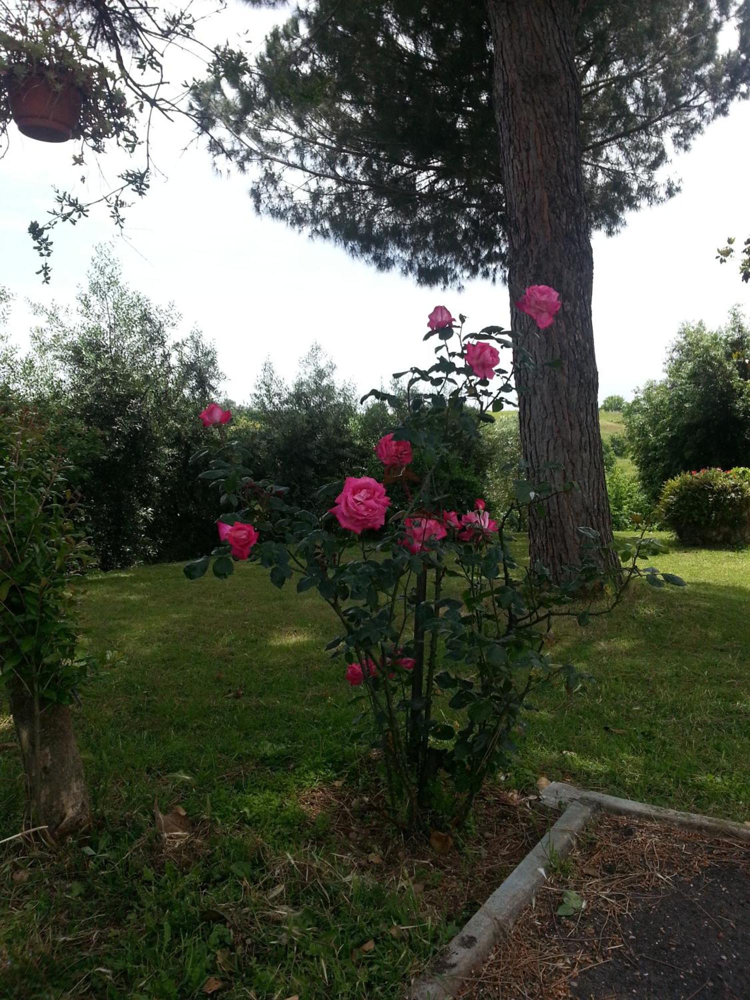 La Finestra Sul Cortile Bed & Breakfast Pomezia Eksteriør bilde